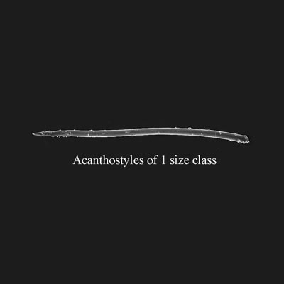 cc191A.jpg